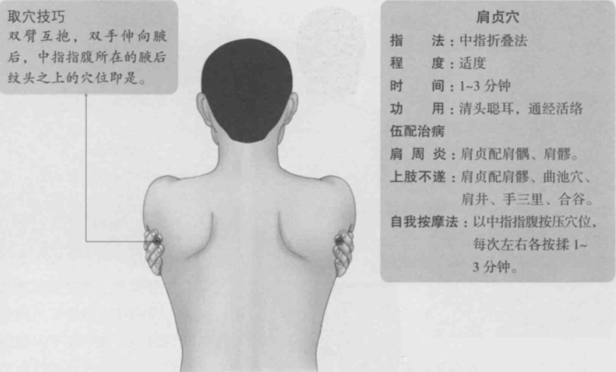 肩贞的准确位置图片及作用 道家养生网