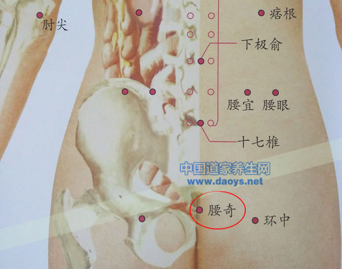 腰奇穴在哪里  腰奇穴位置在人体骶部,当尾骨端直上2寸,骶角