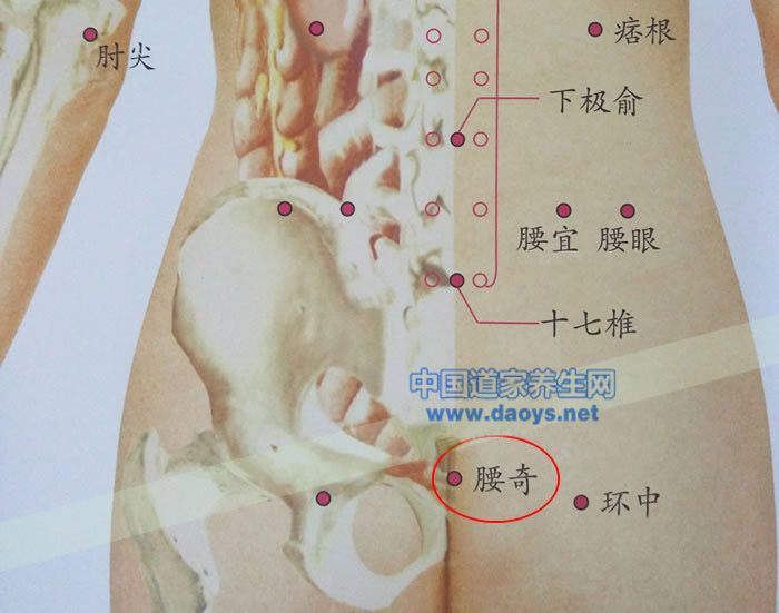 养生知识 腧穴经络         腰奇穴位位置  腰奇穴位于骶区正中线